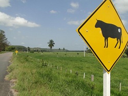 clique na foto para ampli-la
