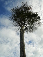 clique na foto para ampli-la