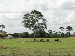 clique na foto para ampli-la