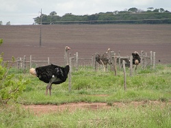 clique na foto para ampli-la