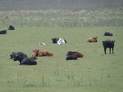 clique na foto para ampli-la