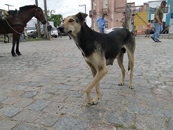 clique na foto para ampli-la