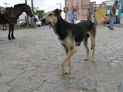 clique na foto para ampli-la