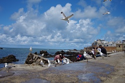 clique na foto para ampli-la